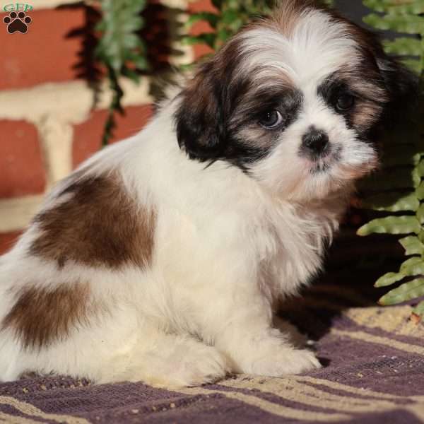 Jewel, Shih Tzu Puppy